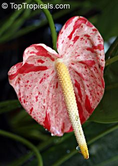 Anthurium andraeanum hybrider, flamingoblomst, araceae ...