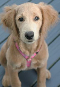 Flat Coat Goldendoodle Puppy Goldenacresdogs Flat Coat Goldendoodle Puppy