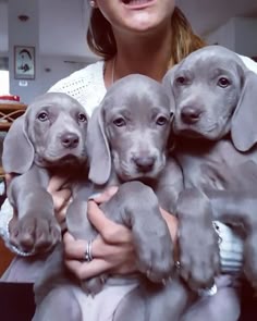 460 Weimaraner Puppies Ideas In 2021 Weimaraner Puppies Weimaraner Puppies