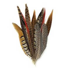 Rare Brown Tip Stripe Pheasant Real Feathers Craft Hat Arts Decorations Party UK