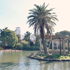 Una escena soleada de domigo El zoológico de Buenos Aires reabrió sus puertas este fin de semana para transformarse en ecoparque #zoologico #buenosaires #ecoparque #palmera #palermo #domingo #soleado #flamencos #soleado #mirandabosch