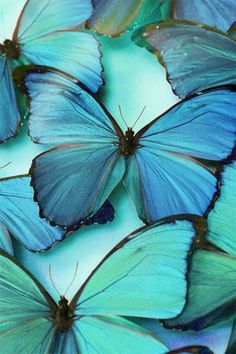 Pin by deborah annღ on Color | vibrant Blue (With images Pin by deborah annღ on Color | Lavender