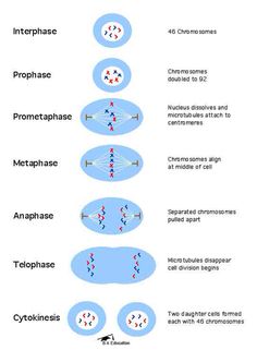 mitosis and meiosis venn diagram biology life science pinterest compare and contrast mitosis and meiosis venn diagram