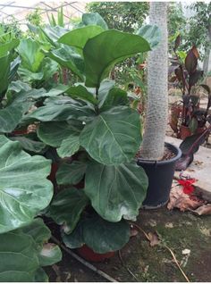 41 Best Grow Garden Images On Pinterest In 2018 Plants Seeds Ficus Lyrata