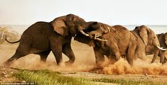 Not really an "awww!" moment but I don't have a "general animals" category. It's amazing to think about the power and energy that's happening in this picture. These creatures uproot and play around with TREES. Incredible!! Фотографии Животных, Африканский Слон, Дикие Животные, Naturaleza, Рисунки, Marseille, Телец