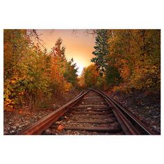 15x10ft Background Forest Road Photography Backdrop Morning Exercise Photo Shooting Props XCFU426