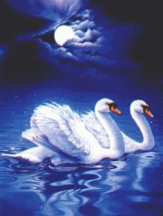 Swans By Moonlight >> 18 Best Swans Images Swans Beautiful Birds Animal Pictures Swans By Moonlight >> 18 Best Swans Images Swans Beautiful Birds Animal Pictures