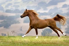 His is a power enhanced by pride, a courage heightened by challenge. His is a swiftness intensified by strength, a majesty magnified by grace. His is a timeless beauty touched with gentleness, a spirit that calls our hearts to dream. Author Unknown