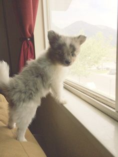 pomeranian x australian shepherd for sale furry friend tag meet samson the toy australian shepherd pomeranian x australian shepherd for sale furry friend tag meet samson the toy australian shepherd