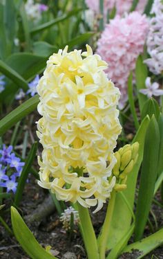 LUPINS//Lupinus /"Galerie Rose /'vivace XXL grand format PLUG plantes Pack x3