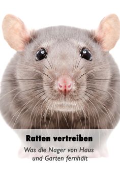 60+ Ameisen bekämpfen Ideen in 2020 | ameisen bekämpfen 60+ Ameisen bekämpfen Ideen in 2020 | ameisen bekämpfen