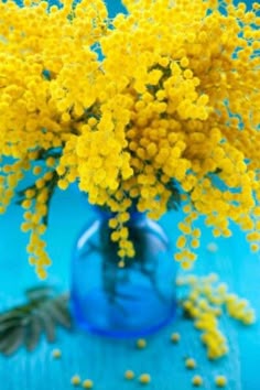 ミモザ のアイデア 76 件 美しい花 花 壁紙 ミモザ ミモザ のアイデア 76 件 美しい花 花 壁紙 ミモザ