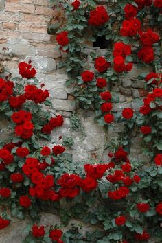 Maria Tudose Strigoaia55 Profil Pinterest