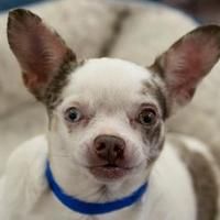 Available Pets At National Mill Dog Rescue In Colorado Springs