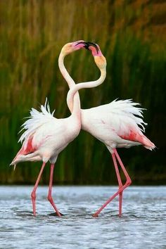 pin by hailey smills on aves del mundo pinterest