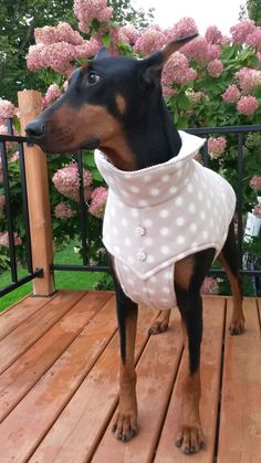 Dog Raincoat DURANGOAZTEC in pistachio for large dogs