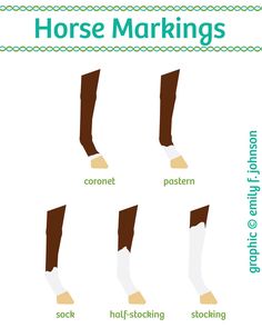 c amp m explanations horses horse markings and horse horse leg markings chart