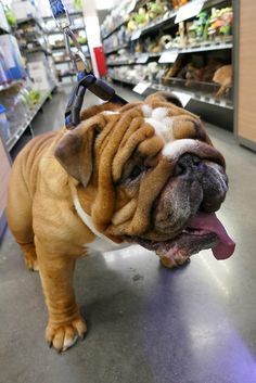 Share About British Bulldog Puppies English Bulldog Puppies