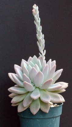herunterhängenen lebenden Halsketten S Crassula /'Hottentot/' Crassula