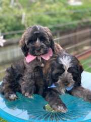 Maltese X Cocker Spaniel Maltese Puppies For Sale Varsity Lakes