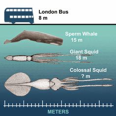 14 best colossal squid
