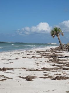 Honeymoon Island Dunedin Florida Beach Birds Blue Water Honeymoon Island Dunedin Florida Beach Birds Blue Water Clouds Foilage Nature Ocean Sand Dunes Sea Sky Waves Fun