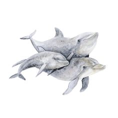 Reeves Pencil Colouring by Numbers Country Life//Mythical//Harbour//Dolphins