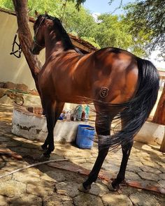 190 Ideas De Caballos Cuarto De Milla En 2021 Caballos Cuarto De Milla Cuarto De Milla Caballos