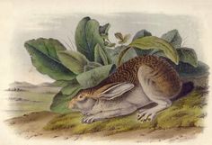 1989 Vintage /"WORM-WOOD HARE/" WORMWOOD AN AUDUBON MAMMAL COLOR Art Lithograph