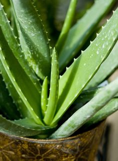 Mejores 716 imágenes de Jardineria en Pinterest en 2018 ... Bourky Vcera