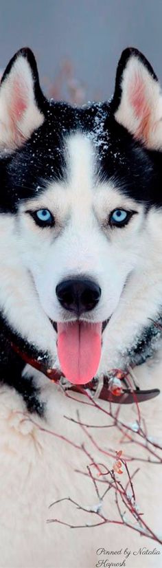 1491 best pets images on pinterest dog cat cut animals and fluffy hi found this useful for pet owners like me dog winter fashion pet