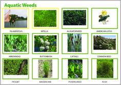32 best algae aquatic weeds images farm pond fish ponds cannabis aquatic weeds