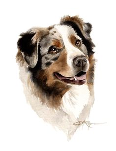 AUSTRALIAN SHEPHERD 4 Contemporary Watercolor ART 11 x 14 Print by Artist DJR