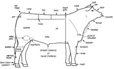 A diagram of the body parts of a cow | 4-H Project: Livestock | Large