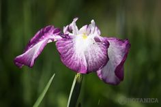 900 Plants Photo Ideas In 21 900 Plants Photo Ideas In 21