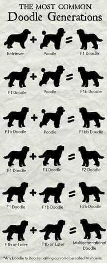 250 best labradoodle haircut images in 2019 pets goldendoodle generation chart