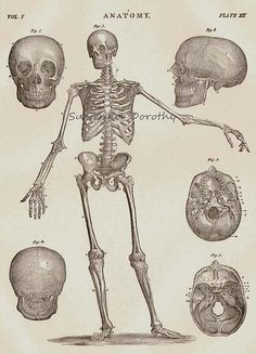 17TH C INFANT SKELETON MEDICAL A3 POSTER RE PRINT