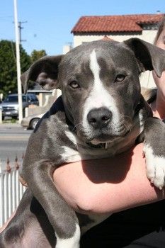 Beeko The Puppy Advertised For Free On Craigslist A Happy Story