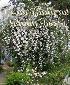 142 Best Climbing Roses Images On Pinterest In 2018 Roses At Heirloom Your Source For Rose Bushes Climbing New Dawn And Plants