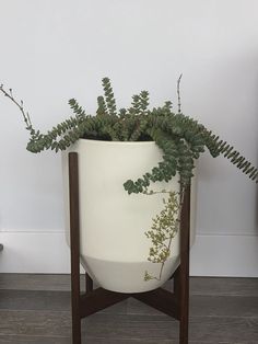 85 Best Landscaping Images On Pinterest In 2018 Yard Photo Of Artemisia Nursery Los Angeles Ca United States String Ons Succulent
