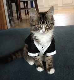 Disfraz De Poncho De Gato Con Purpurina Como Se Muestra Adh Disfraz De Poncho De Gato Con Purpurina Como Se Muestra Adh