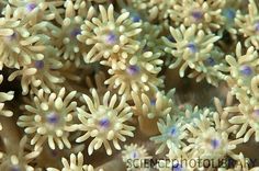 16 best coral goniopora