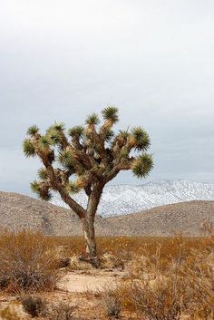 Yucca brevifolia - 10 Samen Joshua Tree TROPICA