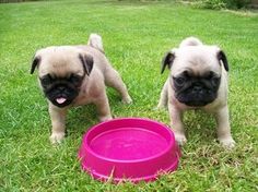 Sale In Las For Vegas Puppies Boxer Sale In Las For Vegas Puppies Boxer