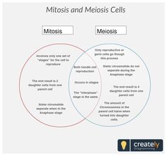 a study of the microscope and its functions with a labeled mitosis and meiosis venn diagram pdf