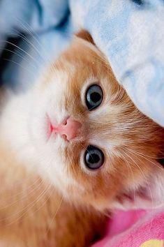 Reddit Meet Garfield Cats Cute Cats Cute Animals