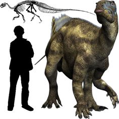 Dinosaures Superbes Images /& Informations int/éressantes sur la Vie des Animaux dans la Nature