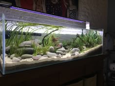 180 best aquarium ideas