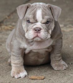 12 Best English Bulldogs For Images Bulldog Puppies Bulldog Puppies