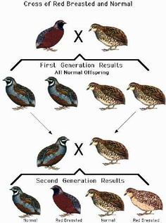 30 Northern Bobwhite Quail Eggs For Hatching